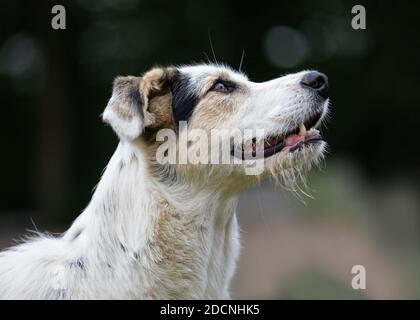 Profilo esterno ritratto di un giovane Maremmano bordo Collie mix cane di pecora. Foto Stock