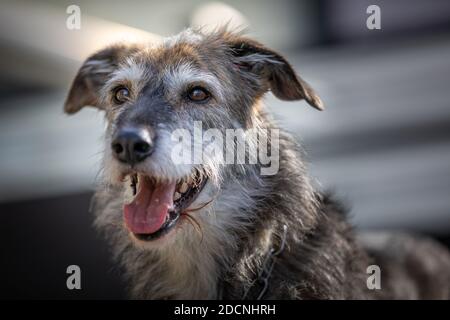 Ritratto all'aperto di un felice mix di wolfhound irlandese in calda luce del pomeriggio. Foto Stock