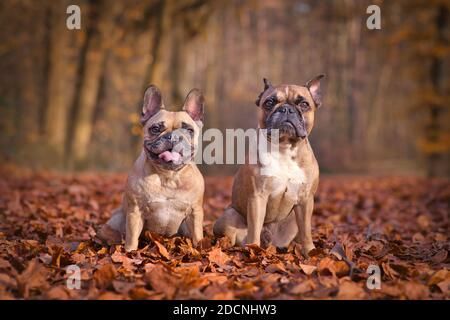 Coppia di cani da bulldog francesi seduti nella foresta stagionale con foglie di autum caduto arancione e marrone Foto Stock