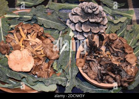 Un mix di funghi selvatici gamba gialla Chanterelles Pied de Mouton Conosciuto in Inghilterra come Hedgehog fungus Trompette de la Mort E Girolles tutti provenienti in Europa Foto Stock