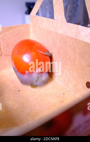 in una scatola di cartone c'è un pomodoro rosso, che è infestato da un fungo forte della muffa Foto Stock