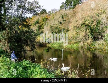 Un uomo che pesca sul fiume Liffey a Dublino, Irlanda, è Unito da due cigni. Foto Stock