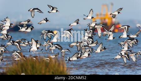 Eurasian Oystercatcher (Haematopus ostralegus) che sorvola il mare a bassa marea Foto Stock