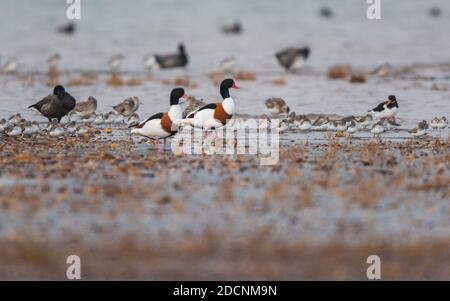 Coppia di shelduck comune (Tadorna tadorna) in ambiente a bassa marea Foto Stock