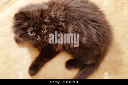 Piccolo carino gattino di due mesi. Piegatura scozzese. Foto Stock