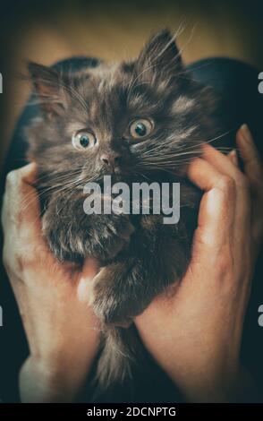 Piccolo carino gattino di due mesi. Piegatura scozzese. Foto Stock