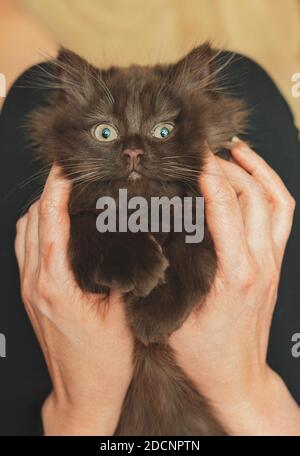 Piccolo carino gattino di due mesi. Piegatura scozzese. Foto Stock