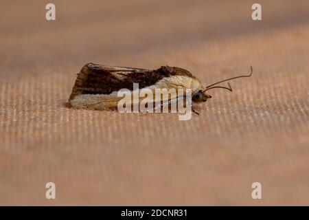 Cutworm Moth della tribù Acontini Foto Stock