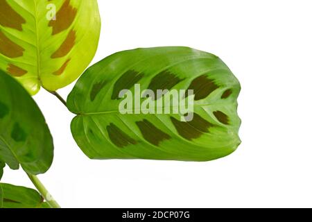 Primo piano di foglia esotica 'Maranta Leuconeura Kerchoveana' pianta domestica in vaso di fiori isolato su sfondo bianco Foto Stock