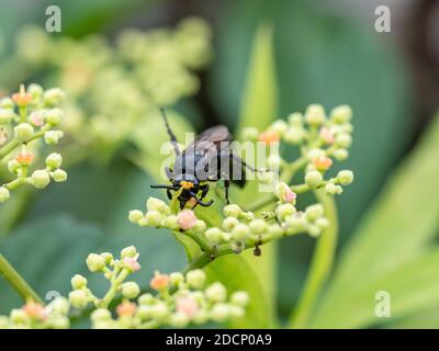 Un wasp giapponese nero Scolia, Scolia affascinata o Carinoscolia melanosoma, caccia attraverso i piccoli fiori di viti boscaiole vicino Yokohama, Giappone. Foto Stock