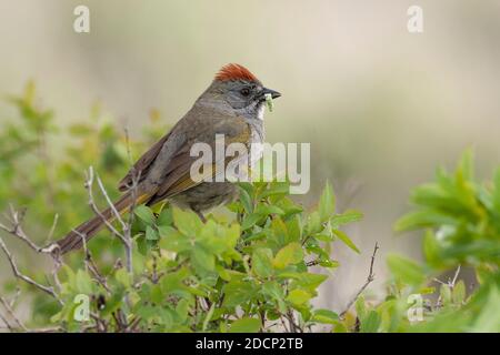 Towhee con coda verde (Pipilo chlorurus). Grand Teton National Park, Wyoming. Foto Stock