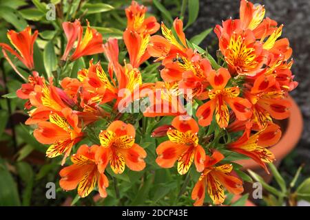 Estate indiana di Alstroemeria - Giglio peruviano duro Foto Stock