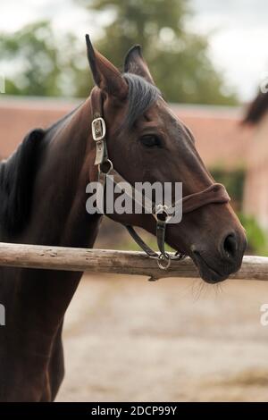 Cavallo bruno adulto nel paddock presso l'allevamento di stalloni Foto Stock