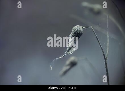 Fiore di caraffa appassito in inverno, Wabi sabi Concept, primo piano con sfondo grigio blu sfocato e spazio di copia, messa a fuoco selezionata, profondità di campo ridotta Foto Stock