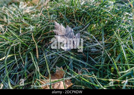 Gelo sull'erba e foglie nella stagione fredda Foto Stock