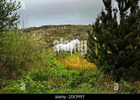 Pony bianco nel paesaggio irlandese, Connemara, Contea di Galway, Repubblica d'Irlanda, Europa. Foto Stock