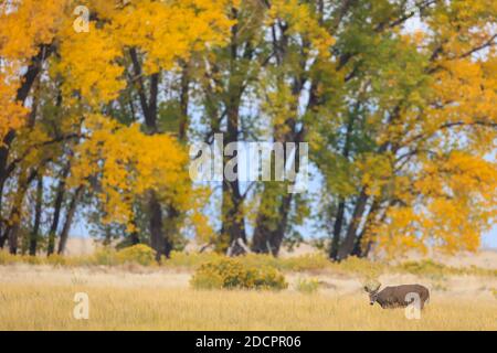 Cervi dalla coda bianca iOdocoileus virginianus n prato d'autunno Foto Stock