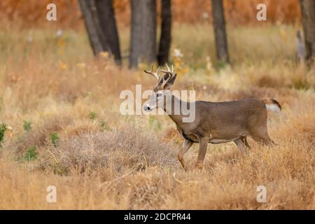 Cervi dalla coda bianca iOdocoileus virginianus n prato d'autunno Foto Stock