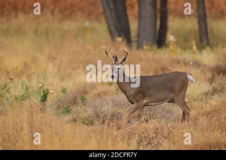 Cervi dalla coda bianca iOdocoileus virginianus n prato d'autunno Foto Stock