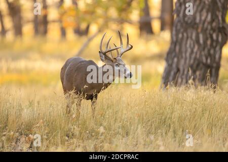 Cervi dalla coda bianca iOdocoileus virginianus n prato d'autunno Foto Stock