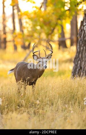 Cervi dalla coda bianca iOdocoileus virginianus n prato d'autunno Foto Stock