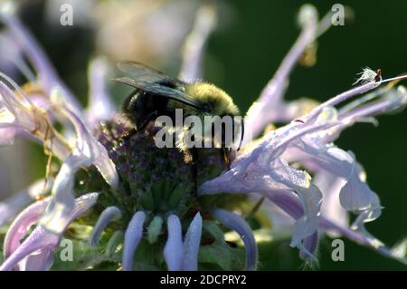 Una bebè orientale impollinante un fiore viola Bee Balm Foto Stock