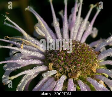 Primo piano di un fiore viola Bee Balm, con gocce di rugiada, alla luce del sole del mattino Foto Stock