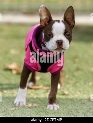 14-Week-Old White e Brown Boston Terrier femmina Puppy Foto Stock