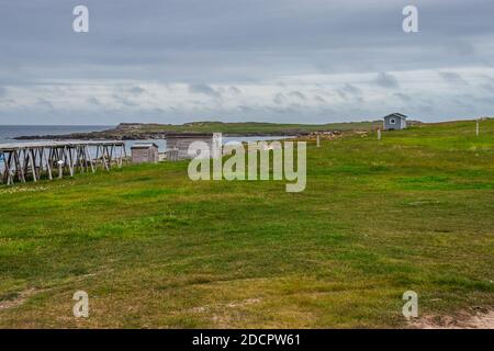 Spiagge verdi nella fredda estate - Bonavista, Terranova, Canada. Scene di Bonavista, Terranova Foto Stock