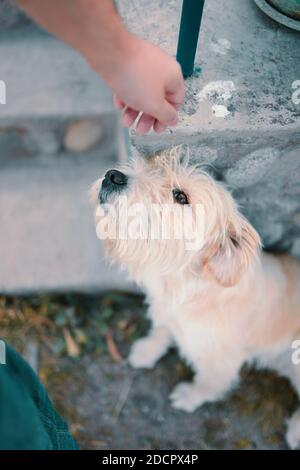 Il grande cane beige tira il suo muso verso una mano umana. Una donna vuole accarezzare un cucciolo. Home affettuoso animale domestico sulla strada. Foto Stock