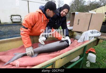 Boek, Germania. 19 Nov 2020. Quando si pescano gli storgeon caviali nella gestione dello stagno Boek della Fischerei Müritz-Plau GmbH, ogni animale adulto viene esaminato con ultrasuoni, se è maturo e può essere inviato ai clienti, gli altri storgeon tornare nello stagno. Gli Müritzfischer si sono allontanati dalla carpa allo storione negli ultimi anni, il 80% dei loro pesci sono storioni. Credit: Bernd Wüstneck/dpa-Zentralbild/dpa/Alamy Live News Foto Stock