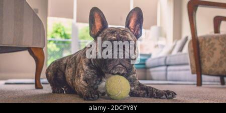 Carino bulldog francese in attesa di giocare. Foto Stock