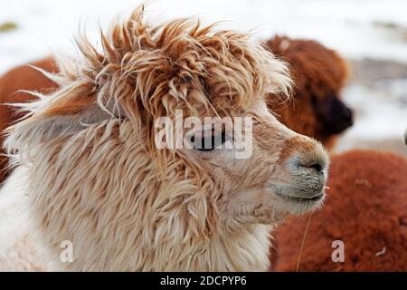 primo piano di un alpaca con capelli leggeri Foto Stock