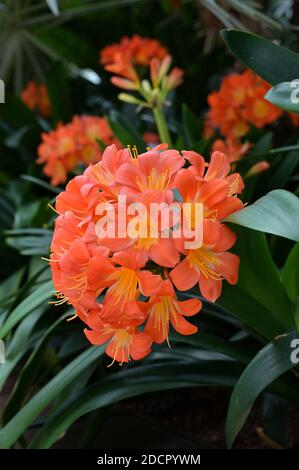 Bellissimi fiori arancioni di Natal o giglio di cespuglio, Clivia miniata. Originario degli habitat boschivi in Sud Africa, è oggi coltivato in molti paesi. Foto Stock