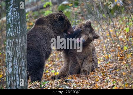 Due orsi che giocano o combattono nella foresta autunnale. Pericolo animale in habitat naturale. Grande mammifero. Scena della fauna selvatica Foto Stock