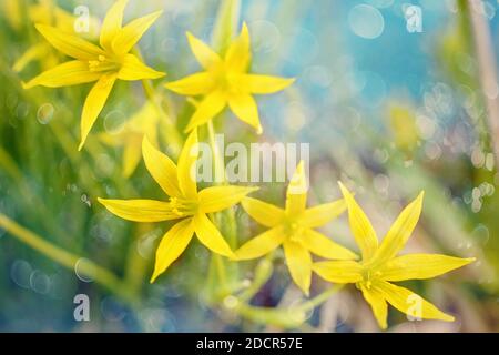 Primavera piccoli fiori gialli in erba verde su sfondo blu. Foto Stock