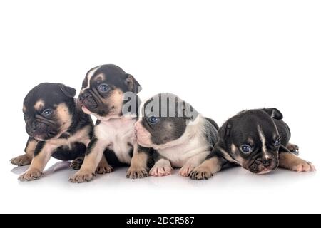Cuccioli bulldog francese di fronte a uno sfondo bianco Foto Stock