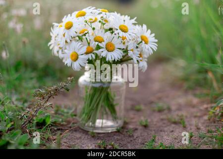 Chamomiles in un vaso stare tra l'erba Foto Stock