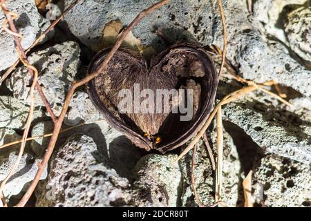 Un pod di semi a forma di cuore in una foresta di spiaggia a El Nido, Plawan, Filippine Foto Stock