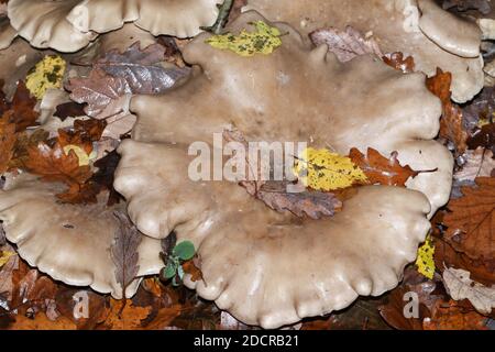 Funghi a imbuto nuvoloso, Clitocibe nebularis, che cresce in boschi nel Regno Unito. Foto Stock