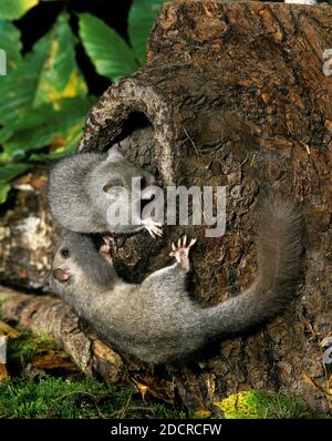 Dormouse commestibile, glis glis, coppia in piedi all'entrata di Nest Foto Stock