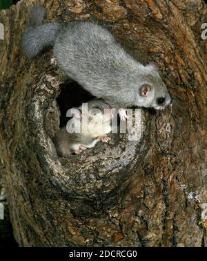 Dormouse commestibile, glis glis, coppia in piedi all'entrata di Nest Foto Stock