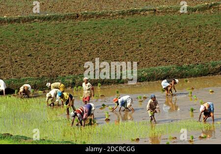 Donna che lavora a Ricefield, piantando riso, Madagascar Foto Stock