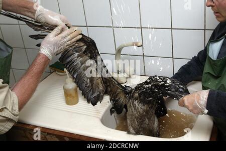 Oiled Northern Gannet, sula bassana, salvato a 'la Dame Blanche', un centro di protezione della fauna selvatica in Normandia Foto Stock