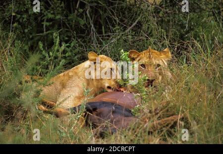 Leone africano, panthera leo, femmine di mangiare un Topi, Masai Mara Park in Kenya Foto Stock