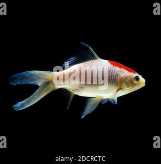 Comet Goldfish, Carassius auratus, Adulti Foto Stock