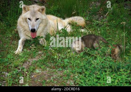 Lupo artico, lupus canis tundarum, Madre con Pup, Alaska Foto Stock