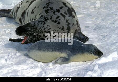 Foca con cappuccio, cistofora cristata, Madre con Pup in piedi su Icefield, isola di Magdalena in Canada Foto Stock