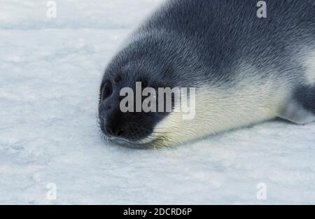 Foca con cappuccio, cistofora cristata, Pup in piedi su Icefield, isola di Magdalena in Canada Foto Stock