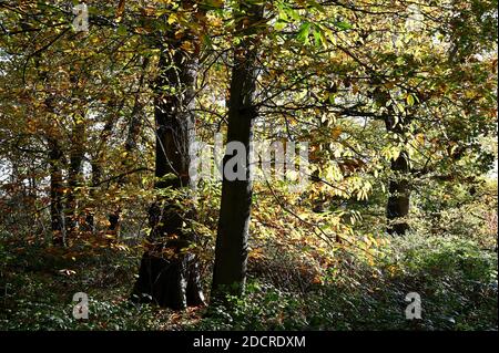 Woodland in autunno, Foots Cray Meadows, Sidcup, Kent. REGNO UNITO Foto Stock